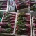 红菜苔湖北精品红菜苔紫菜苔红菜芯红油菜产地发货