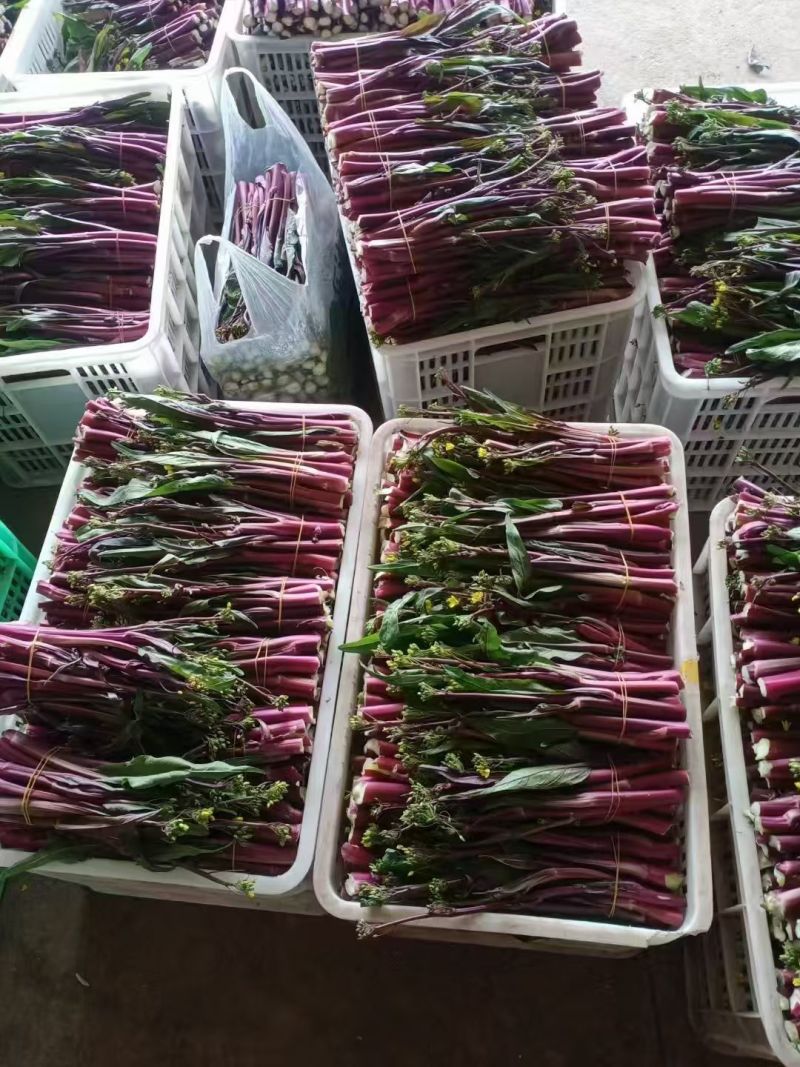 红菜苔湖北精品红菜苔紫菜苔红菜芯红油菜产地发货