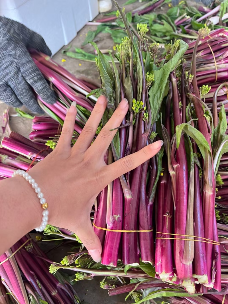 红菜苔湖北精品红菜苔紫菜苔红菜芯红油菜产地发货