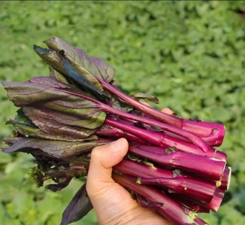 红菜苔湖北精品红菜苔紫菜苔红菜芯红油菜产地发货
