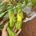 芜湖椒苏椒薄皮泡椒泡王椒基地直发大量供应