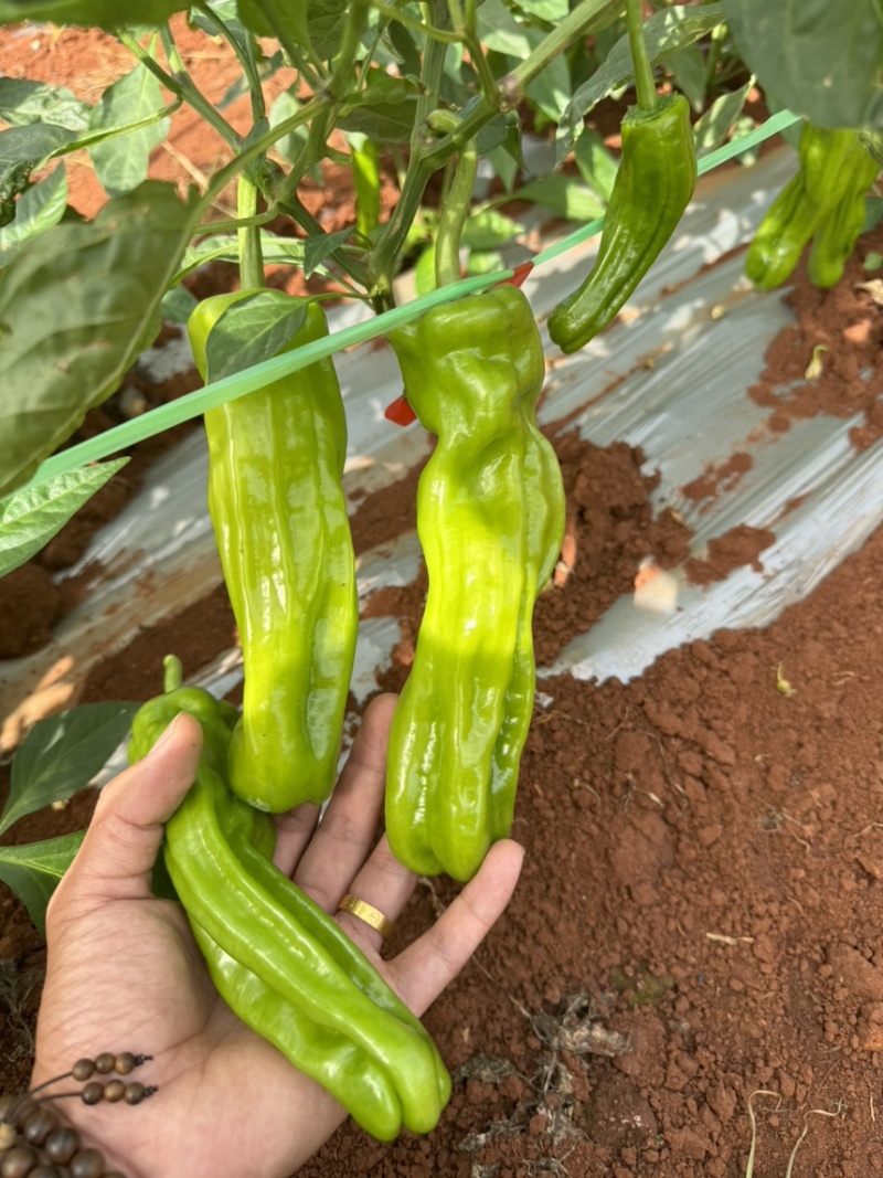 芜湖椒苏椒薄皮泡椒泡王椒基地直发大量供应