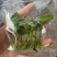 闽卉三角洲花烛绿植水生植物组培苗穴盘苗瓶苗