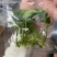 闽卉三角洲花烛绿植水生植物组培苗穴盘苗瓶苗