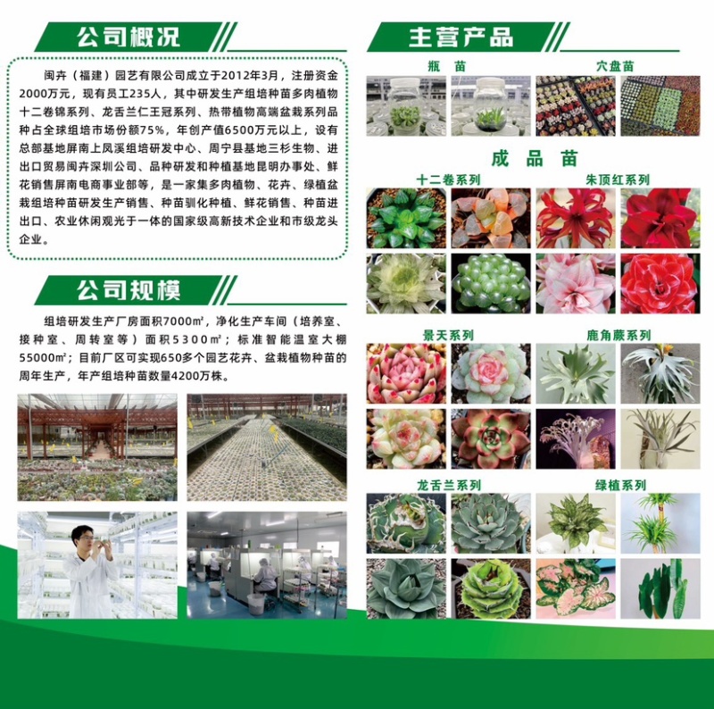 闽卉三角洲花烛绿植水生植物组培苗穴盘苗瓶苗