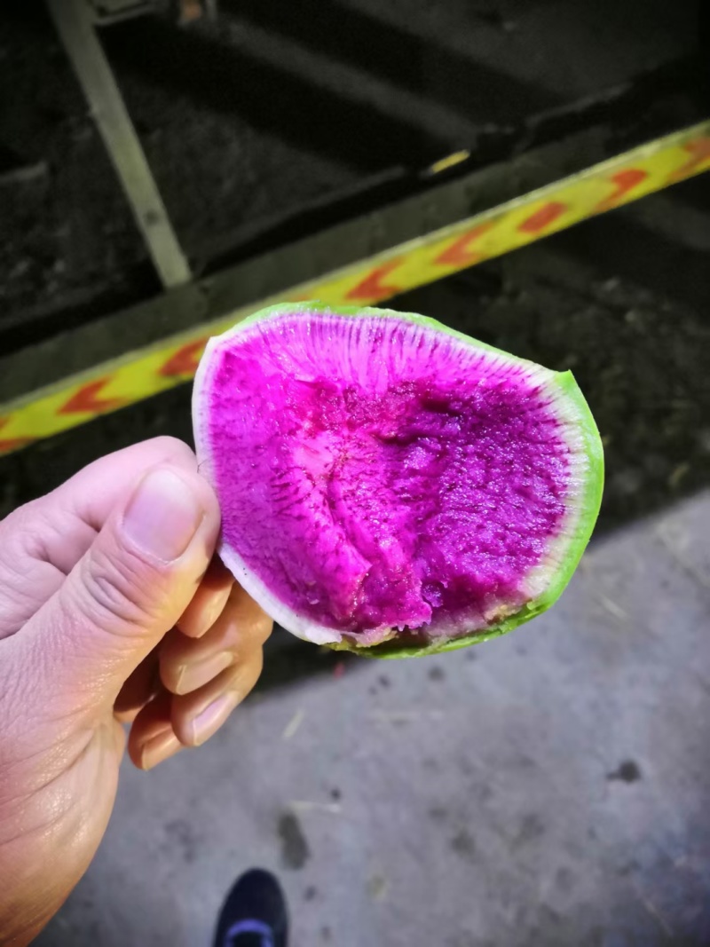 心里美萝卜大量供应市场加工厂VF油炸切片专用