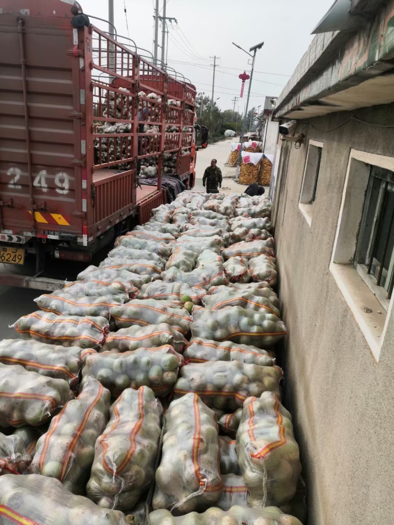 心里美萝卜大量供应市场加工厂VF油炸切片专用