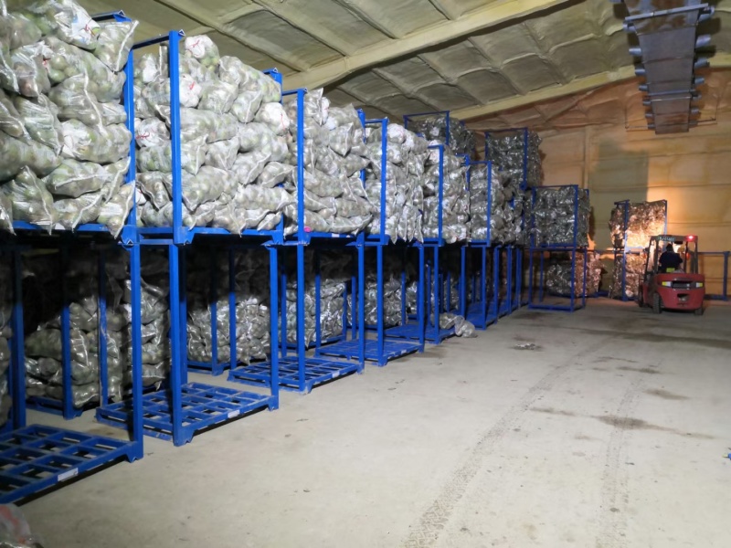 心里美萝卜大量供应市场加工厂VF油炸切片专用