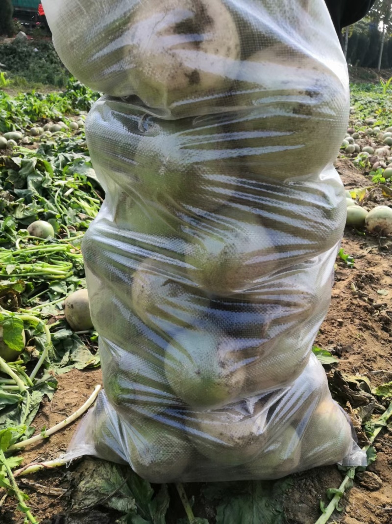 心里美萝卜大量供应市场加工厂VF油炸切片专用