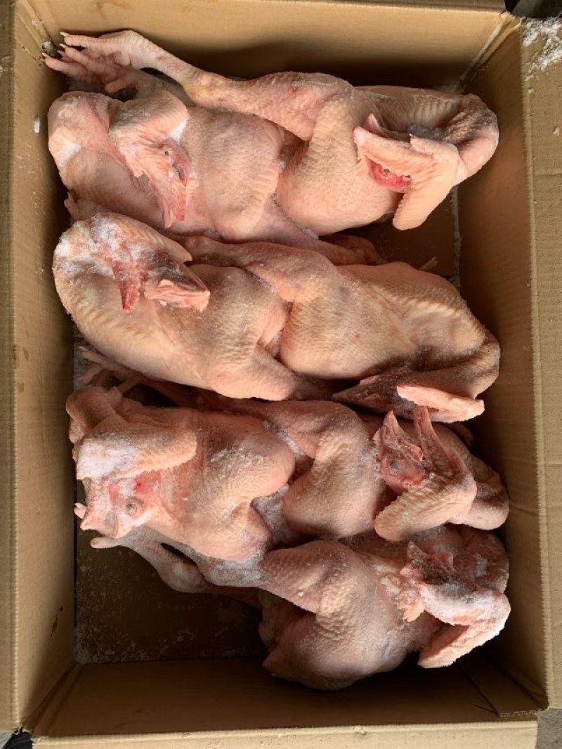 三黄鸡规格齐全