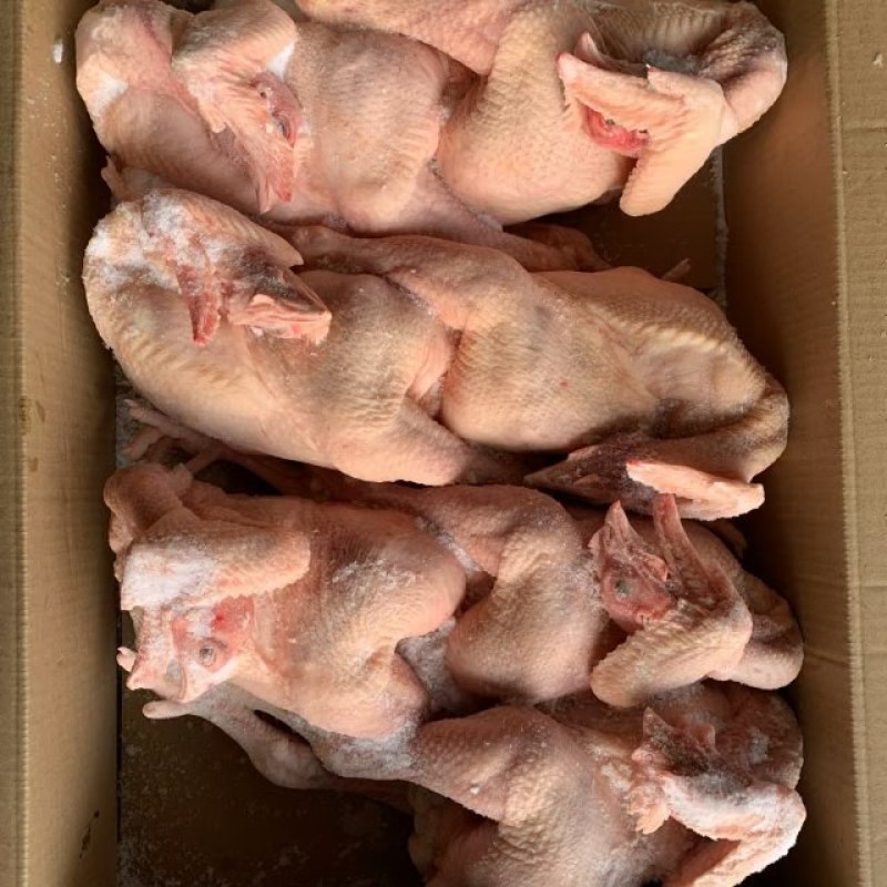 三黄鸡规格齐全