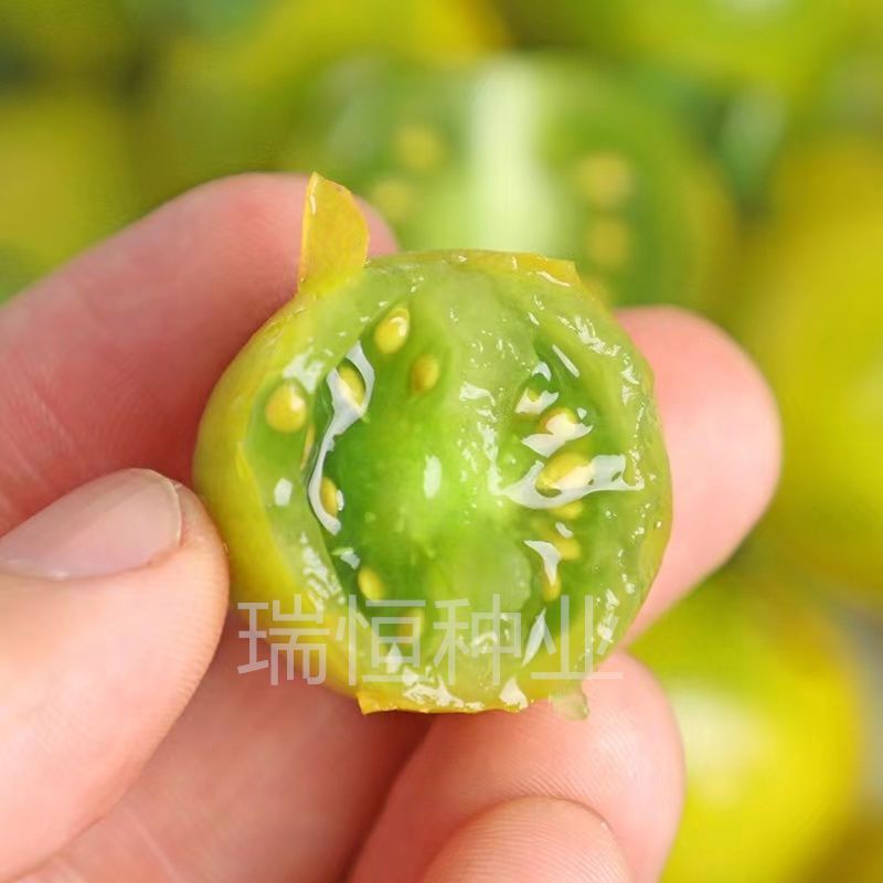 绿如蜜绿色樱桃小番茄苗子口感脆甜特色圣女果苗采摘小绿番茄