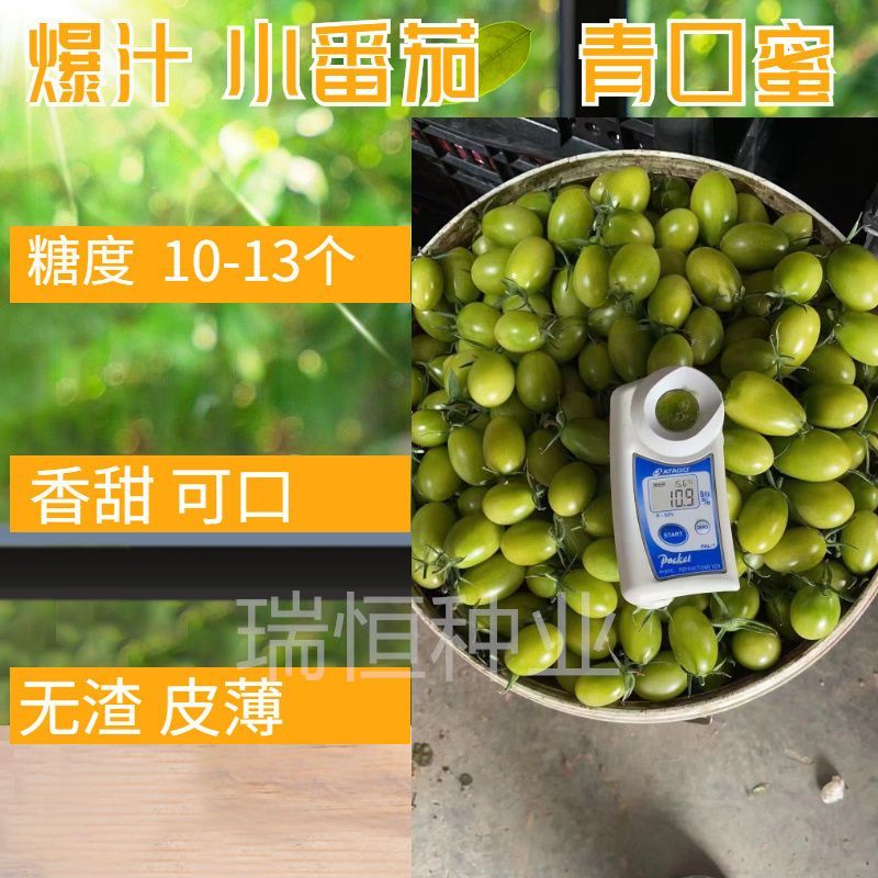 绿如蜜绿色樱桃小番茄苗子口感脆甜特色圣女果苗采摘小绿番茄