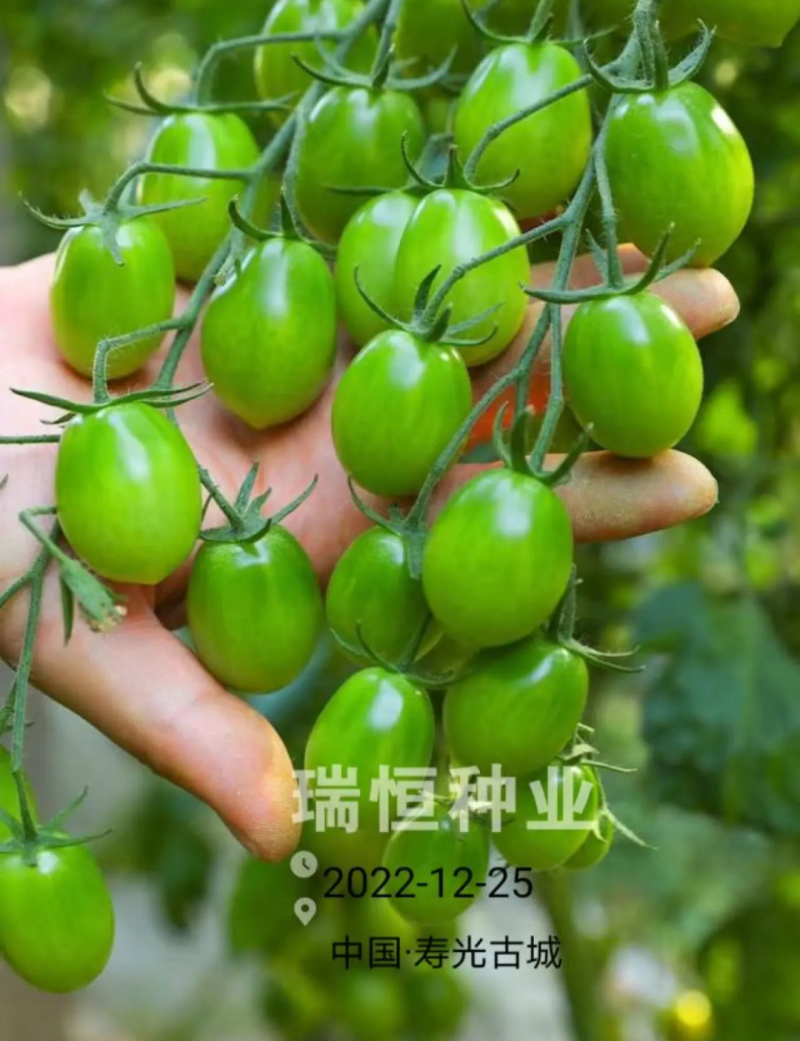 绿如蜜绿色樱桃小番茄苗子口感脆甜特色圣女果苗采摘小绿番茄