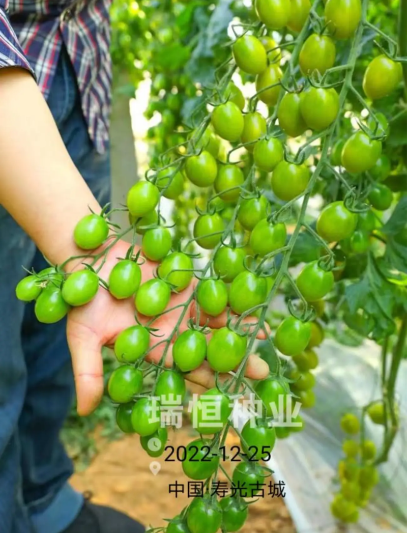 绿如蜜绿色樱桃小番茄苗子口感脆甜特色圣女果苗采摘小绿番茄