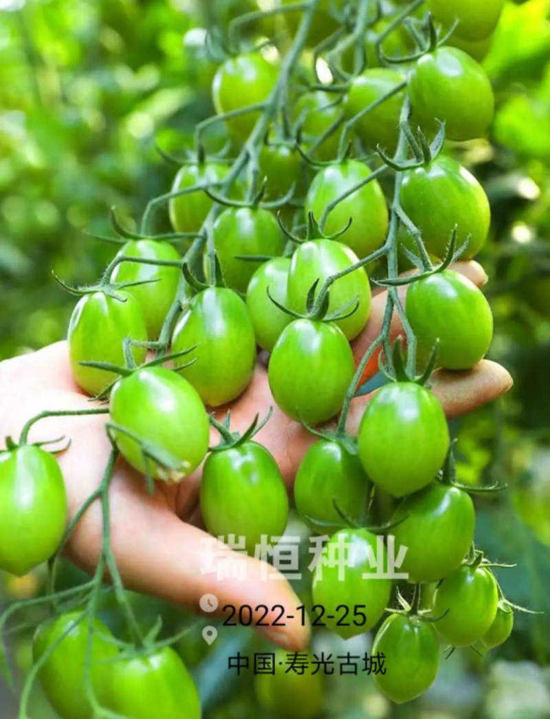 绿如蜜绿色樱桃小番茄苗子口感脆甜特色圣女果苗采摘小绿番茄