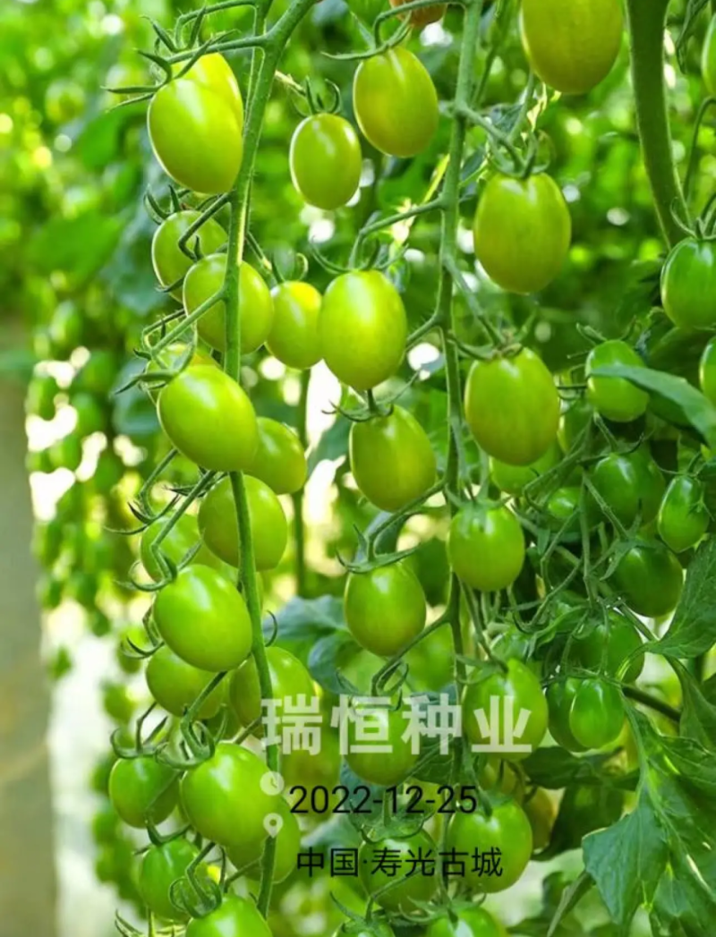 绿如蜜绿色樱桃小番茄苗子口感脆甜特色圣女果苗采摘小绿番茄