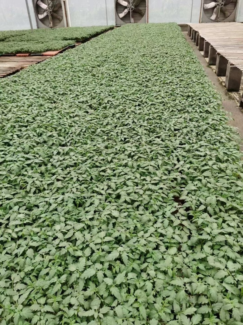 绿如蜜绿色樱桃小番茄苗子口感脆甜特色圣女果苗采摘小绿番茄