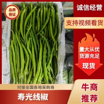 线椒品质保证视频看货代发全国一手货源