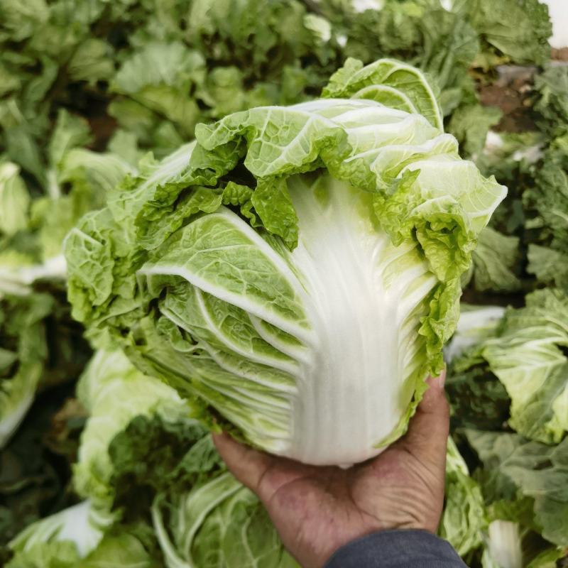 淮阳产区鸡腿大白菜大量上市，发市场，入库电商都可