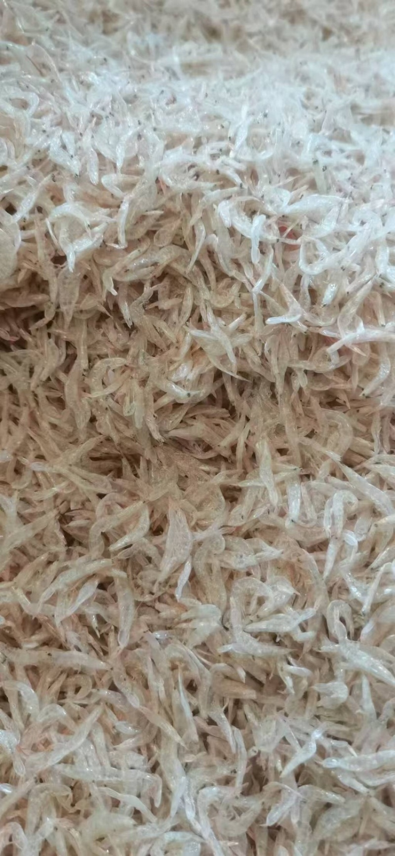 虾皮