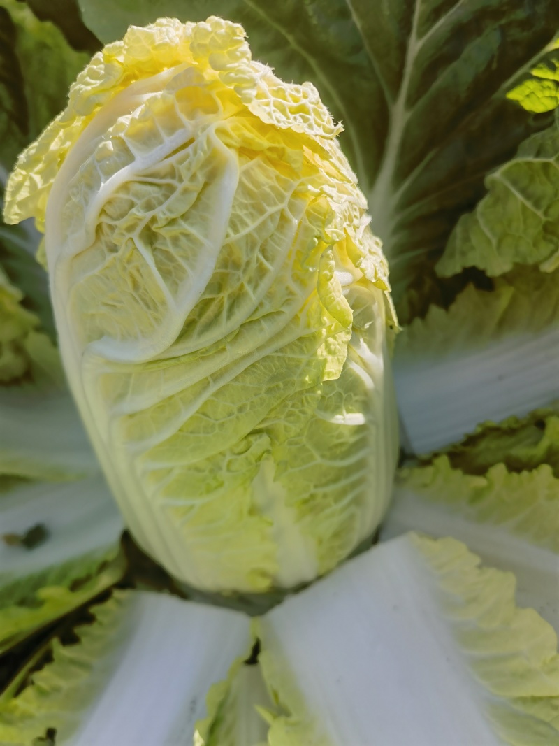 淮阳区黄心大白菜大量供应中品种齐全产地直供质量好
