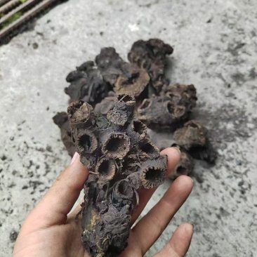 藏区升麻/，，，，，，，，！！！！！！！！