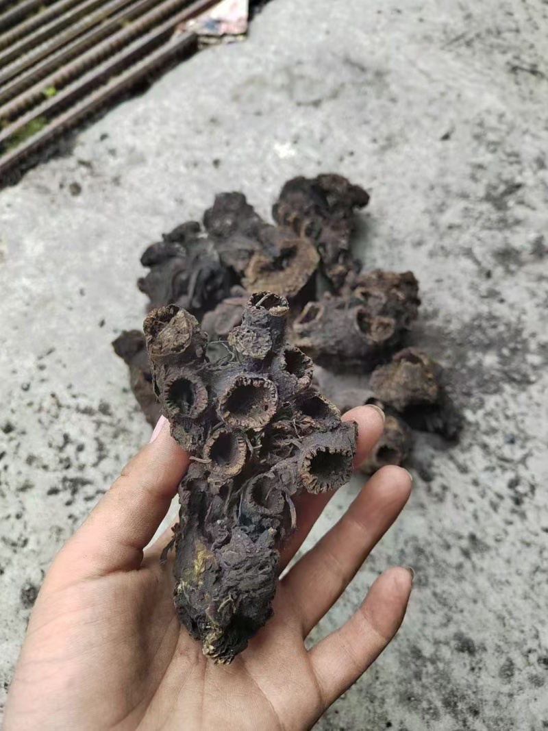 藏区升麻/，，，，，，，，！！！！！！！！