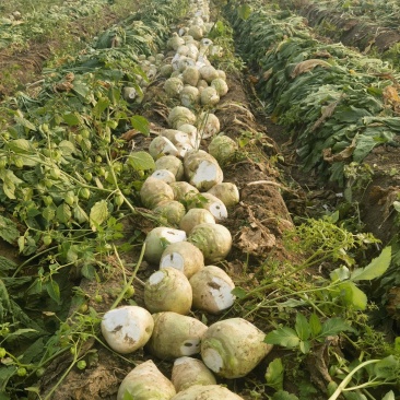 淮阳芥菜疙瘩大量上市可发市场电商酱菜厂品质保证