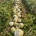 淮阳芥菜疙瘩大量上市可发市场电商酱菜厂品质保证