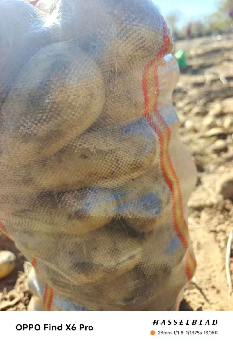 湖北襄阳土豆基地货源充足品种齐全沃土5号精品土豆批发