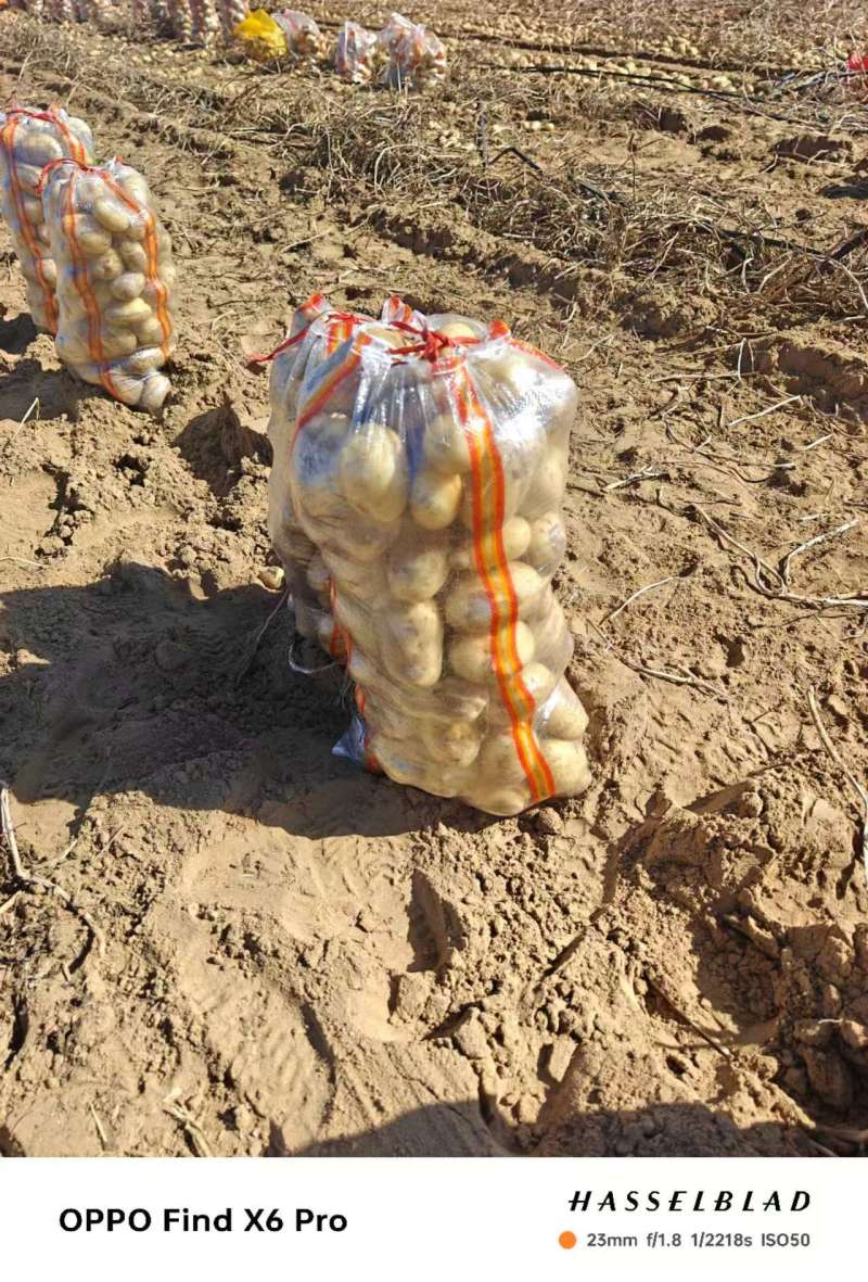湖北襄阳土豆基地货源充足品种齐全沃土5号精品土豆批发