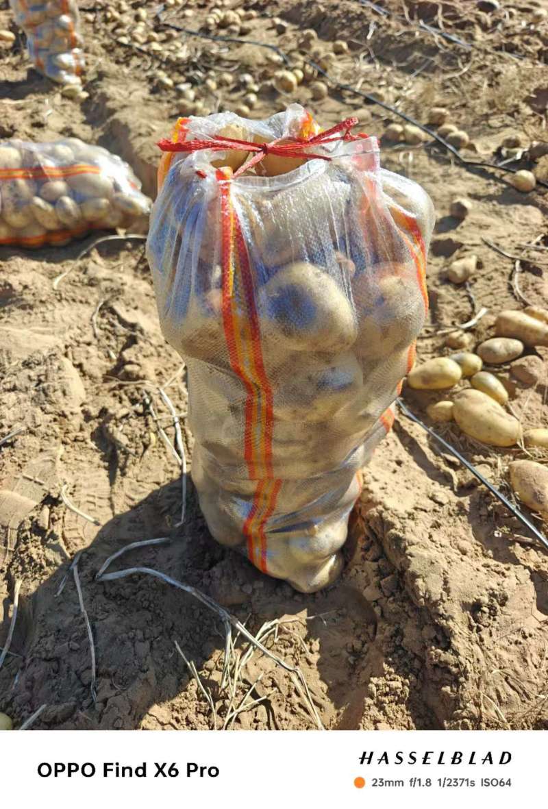 湖北襄阳土豆基地货源充足品种齐全沃土5号精品土豆批发