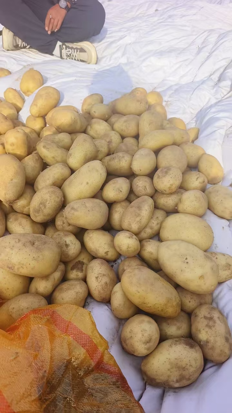 湖北襄阳土豆基地货源充足品种齐全沃土5号精品土豆批发