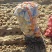 湖北襄阳土豆基地货源充足品种齐全沃土5号精品土豆批发