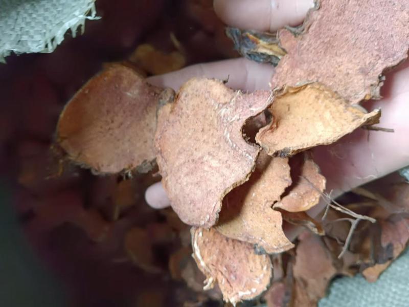 滇藏界高海拔地区天然采摘，粗加工切片干货岩陀