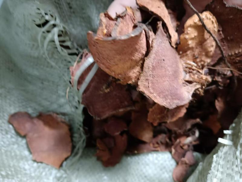 滇藏界高海拔地区天然采摘，粗加工切片干货岩陀