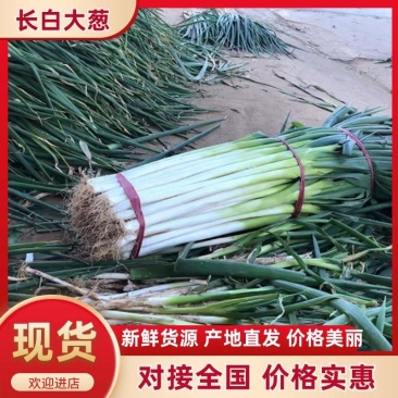 河南优质长白大葱，葱白在35厘米到45厘米，质量很好，