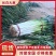 河南优质长白大葱，葱白在35厘米到45厘米，质量很好，