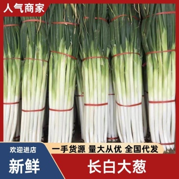 驻马店长白条大葱，葱白35厘米到50厘米。一手货源。