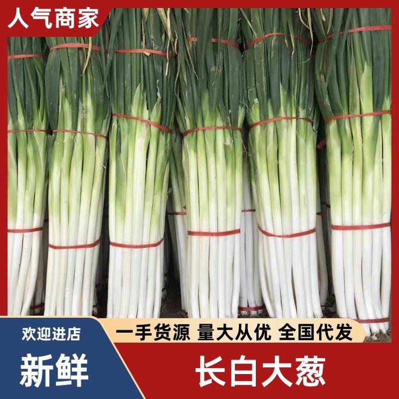 驻马店长白条大葱，葱白35厘米到50厘米。一手货源。