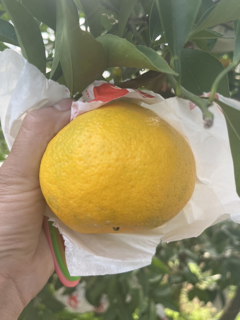 耙耙柑椪柑蜜橘都有量大