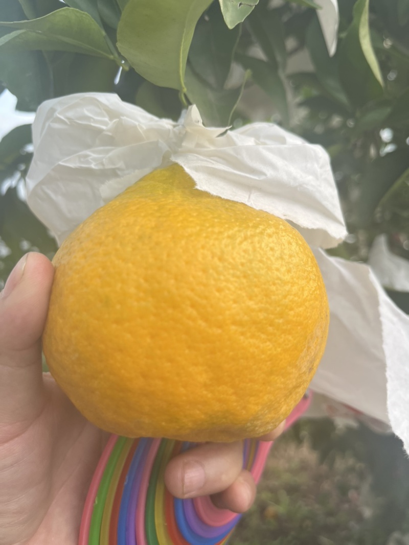 耙耙柑椪柑蜜橘都有量大