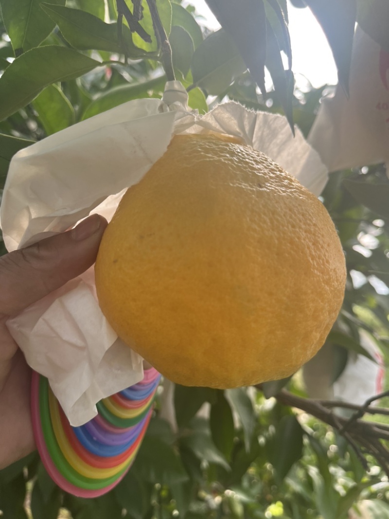 耙耙柑椪柑蜜橘都有量大