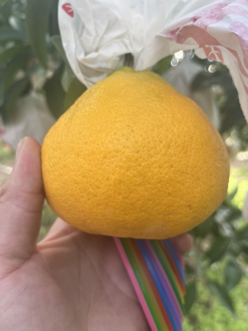 耙耙柑椪柑蜜橘都有量大