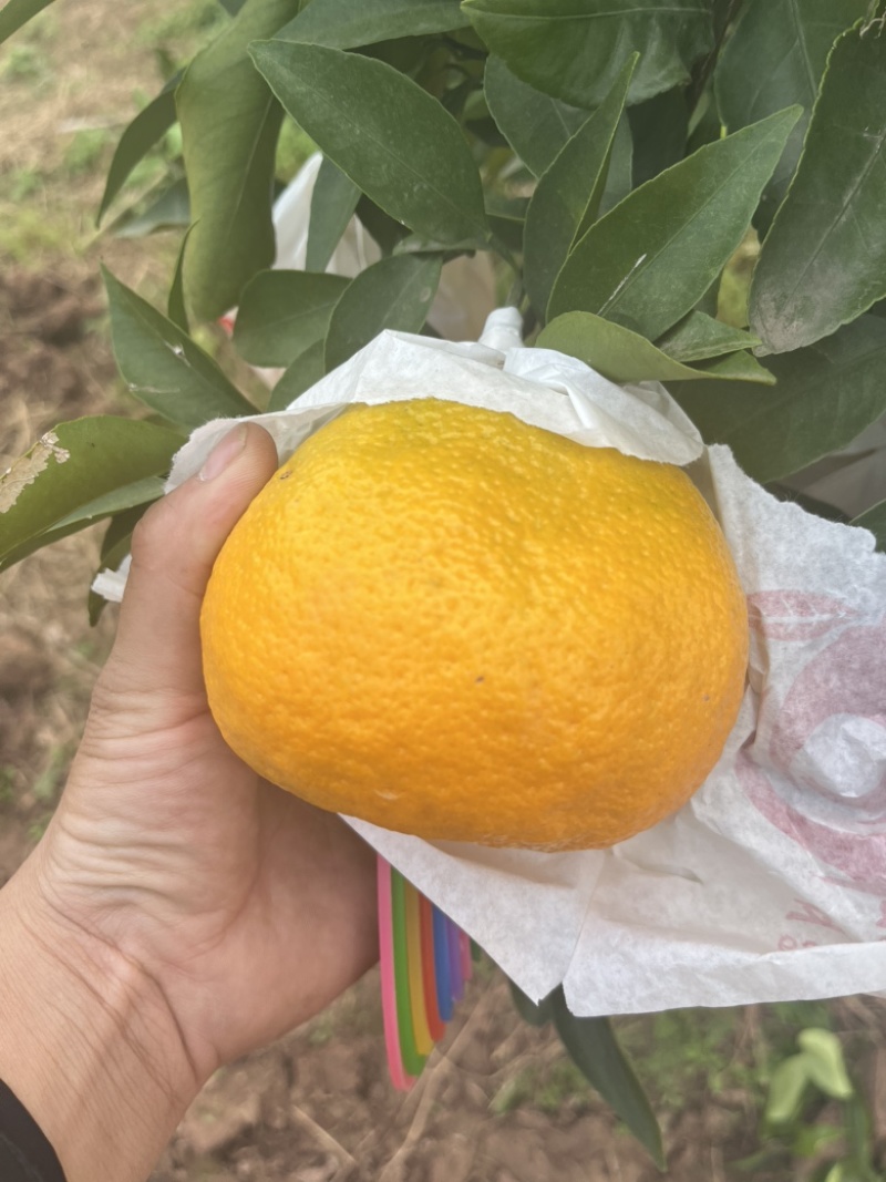 耙耙柑椪柑蜜橘都有量大