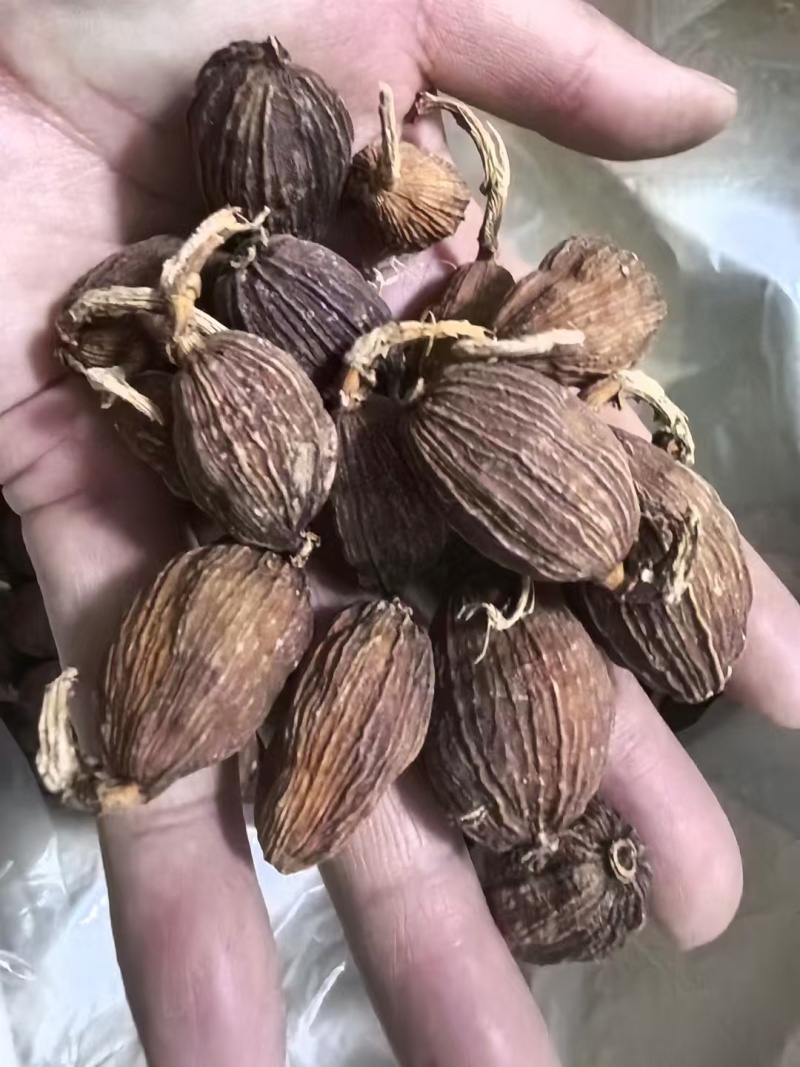 云南怒江地区人工种植草果。鲜货，干货！！