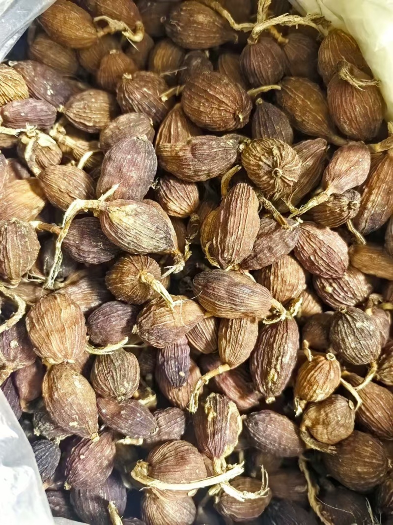 云南怒江地区人工种植草果。鲜货，干货！！