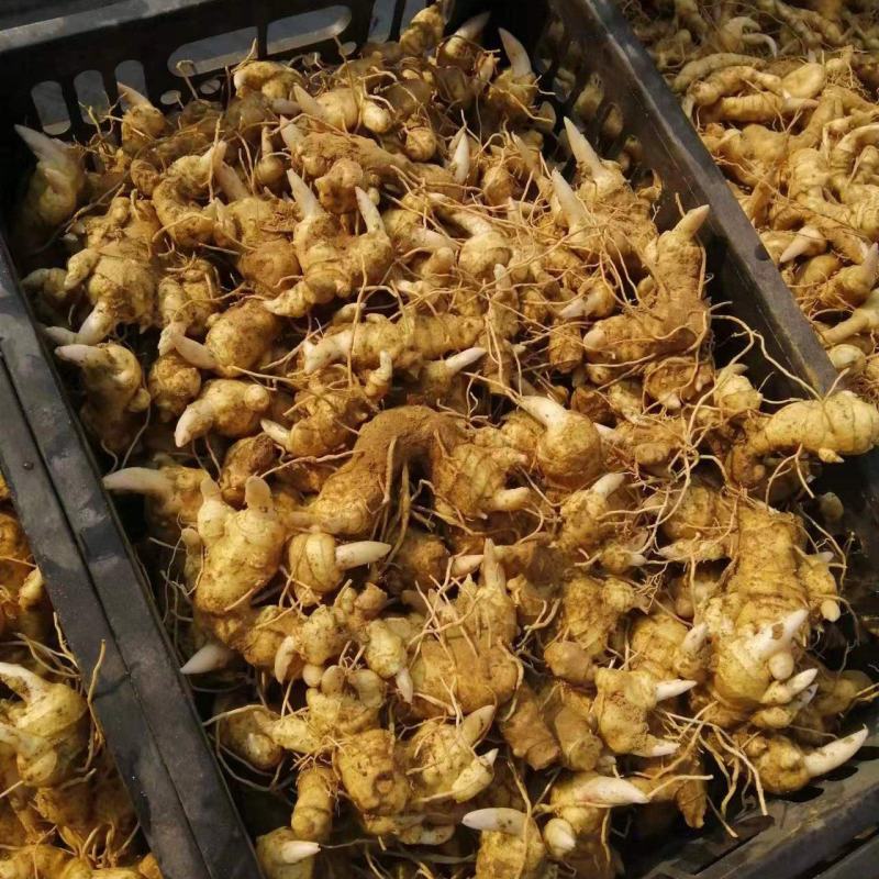 细叶姜形黄精新鲜统货种茎选货河南伏牛冬季倒苗