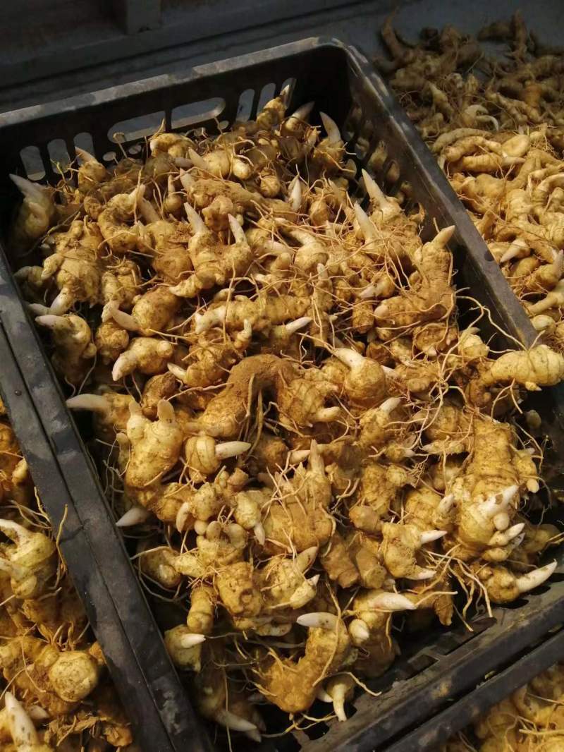 细叶姜形黄精新鲜统货种茎选货河南伏牛冬季倒苗